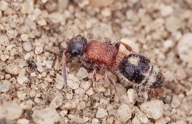 Velvet Ant - Smicromyrme rufipes | Fotografijos autorius : Gintautas Steiblys | © Macronature.eu | Macro photography web site