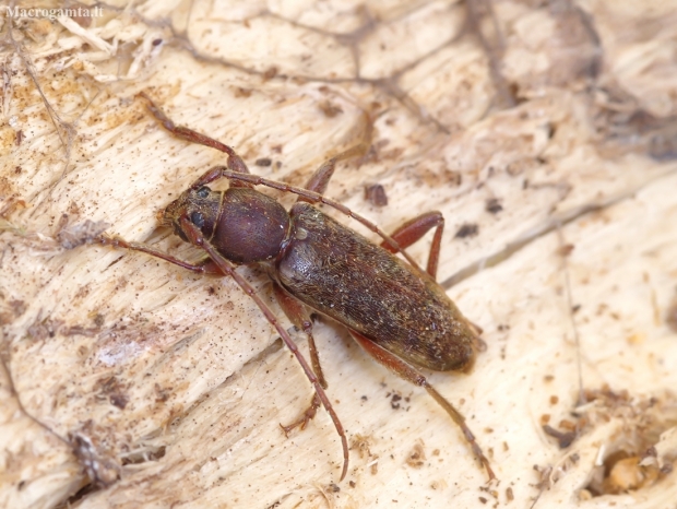 Velvet longhorned beetle - Trichoferus campestris | Fotografijos autorius : Romas Ferenca | © Macronature.eu | Macro photography web site