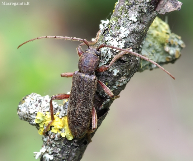 Velvet longhorned beetle - Trichoferus campestris | Fotografijos autorius : Romas Ferenca | © Macronature.eu | Macro photography web site