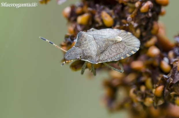 Vernal Shieldbug - Peribalus strictus (sin. Holcostethus strictus vernalis) | Fotografijos autorius : Darius Baužys | © Macronature.eu | Macro photography web site