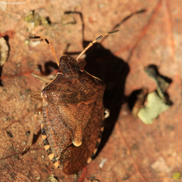 Vernal Shieldbug - Peribalus strictus | Fotografijos autorius : Ramunė Vakarė | © Macronature.eu | Macro photography web site