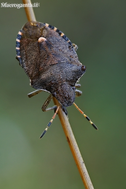 Vernal Shieldbug - Peribalus strictus | Fotografijos autorius : Gintautas Steiblys | © Macronature.eu | Macro photography web site