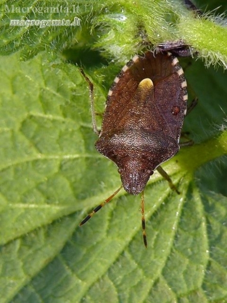 Vernal Shieldbug - Peribalus strictus | Fotografijos autorius : Darius Baužys | © Macronature.eu | Macro photography web site