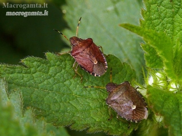 Vernal Shieldbug - Peribalus strictus | Fotografijos autorius : Darius Baužys | © Macronature.eu | Macro photography web site