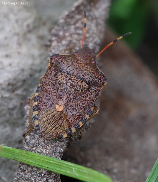 Vernal Shieldbug - Peribalus strictus | Fotografijos autorius : Romas Ferenca | © Macronature.eu | Macro photography web site