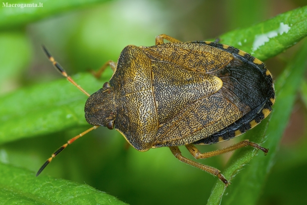 Vernal Shieldbug - Peribalus strictus | Fotografijos autorius : Žilvinas Pūtys | © Macronature.eu | Macro photography web site