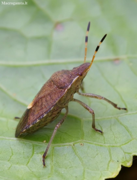 Vernal Shieldbug - Peribalus strictus | Fotografijos autorius : Romas Ferenca | © Macrogamta.lt | Šis tinklapis priklauso bendruomenei kuri domisi makro fotografija ir fotografuoja gyvąjį makro pasaulį.