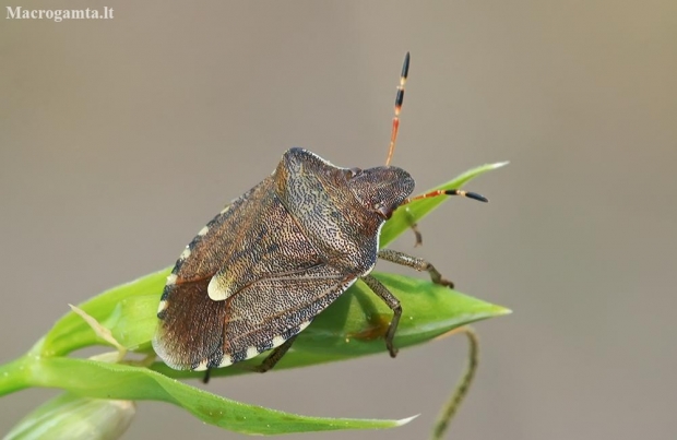 Vernal Shieldbug - Peribalus strictus | Fotografijos autorius : Gintautas Steiblys | © Macronature.eu | Macro photography web site