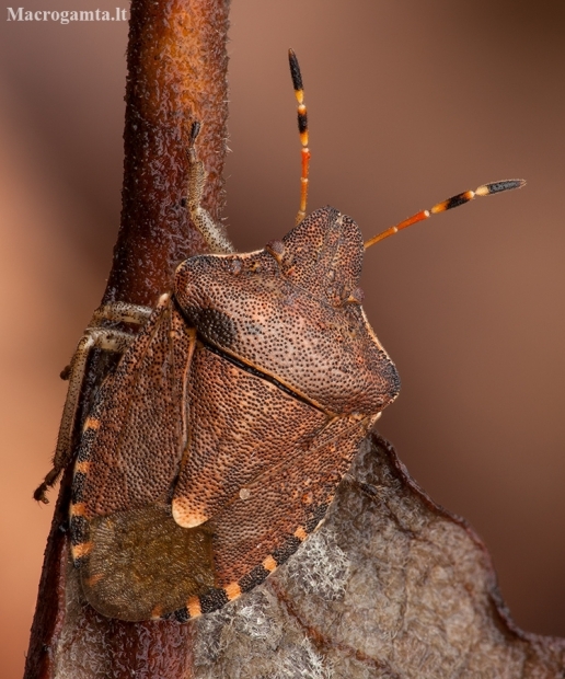 Vernal Shieldbug - Peribalus strictus | Fotografijos autorius : Žilvinas Pūtys | © Macronature.eu | Macro photography web site