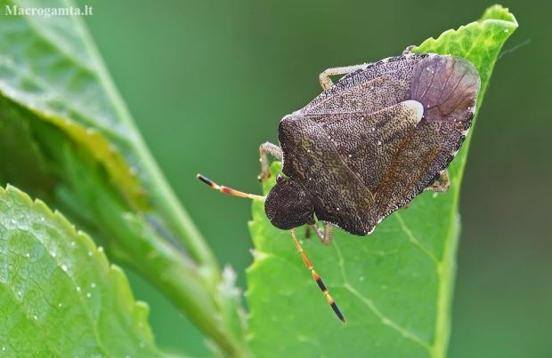 Vernal Shieldbug - Peribalus strictus | Fotografijos autorius : Gintautas Steiblys | © Macronature.eu | Macro photography web site