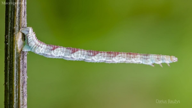 Vikšras | Fotografijos autorius : Darius Baužys | © Macrogamta.lt | Šis tinklapis priklauso bendruomenei kuri domisi makro fotografija ir fotografuoja gyvąjį makro pasaulį.