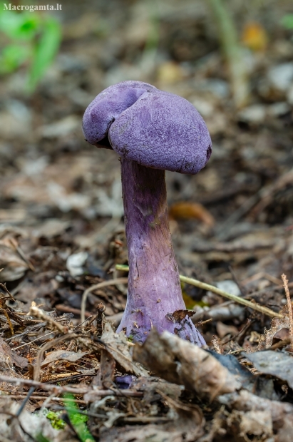 Violet Webcap | Cortinarius violaceus | Fotografijos autorius : Darius Baužys | © Macrogamta.lt | Šis tinklapis priklauso bendruomenei kuri domisi makro fotografija ir fotografuoja gyvąjį makro pasaulį.