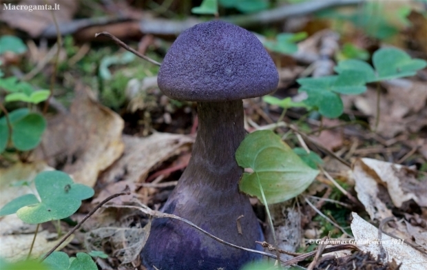 Violet Webcap - Cortinarius violaceus | Fotografijos autorius : Gediminas Gražulevičius | © Macronature.eu | Macro photography web site