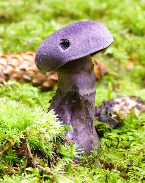 Violet Webcap - Cortinarius violaceus | Fotografijos autorius : Romas Ferenca | © Macronature.eu | Macro photography web site