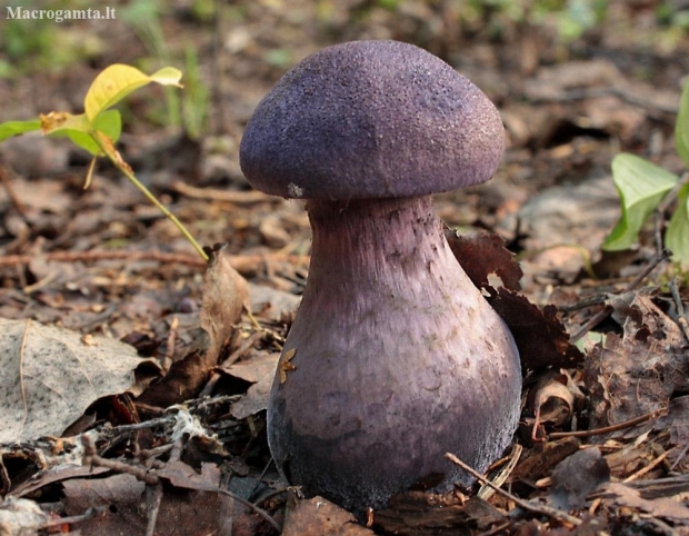 Violet Webcap - Cortinarius violaceus | Fotografijos autorius : Vytautas Gluoksnis | © Macronature.eu | Macro photography web site