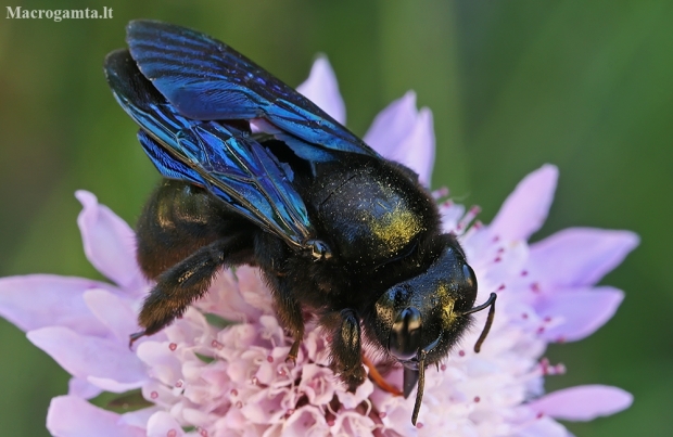 Violet carpenter bee - Xylocopa violacea | Fotografijos autorius : Gintautas Steiblys | © Macronature.eu | Macro photography web site