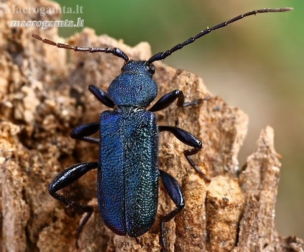 Violet tanbark beetle - Callidium violaceum  | Fotografijos autorius : Gintautas Steiblys | © Macronature.eu | Macro photography web site