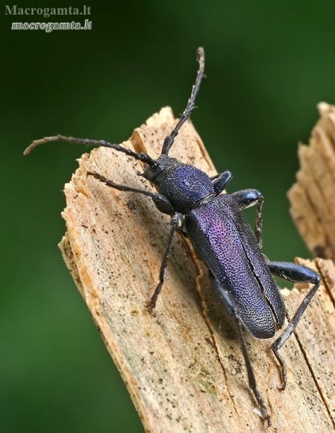 Violet tanbark beetle - Callidium violaceum  | Fotografijos autorius : Gintautas Steiblys | © Macronature.eu | Macro photography web site