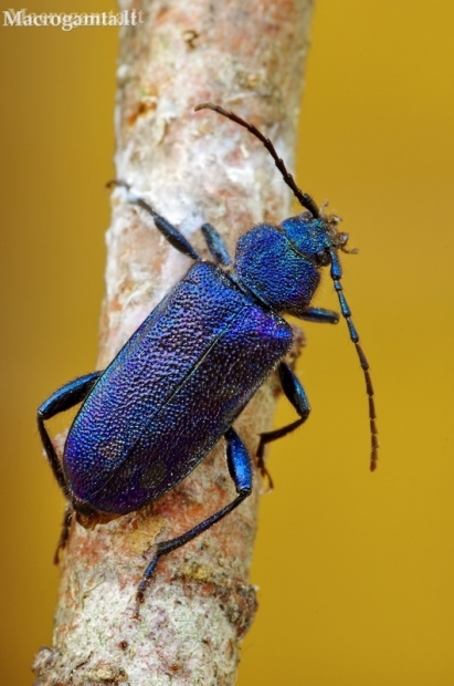 Violet tanbark beetle - Callidium violaceum | Fotografijos autorius : Deividas Makavičius | © Macronature.eu | Macro photography web site