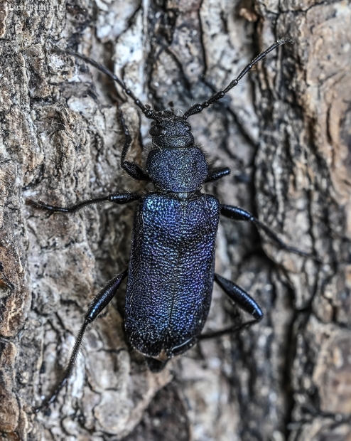 Violet tanbark beetle - Callidium violaceum | Fotografijos autorius : Kazimieras Martinaitis | © Macrogamta.lt | Šis tinklapis priklauso bendruomenei kuri domisi makro fotografija ir fotografuoja gyvąjį makro pasaulį.