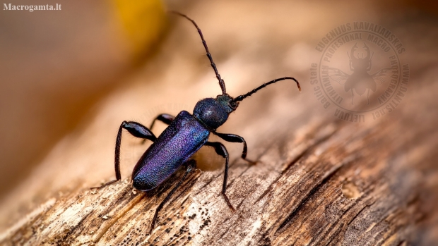 Violet tanbark beetle - Callidium violaceum | Fotografijos autorius : Eugenijus Kavaliauskas | © Macronature.eu | Macro photography web site