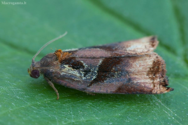 Visaėdis archipsas - Archips podana ♂ | Fotografijos autorius : Žilvinas Pūtys | © Macrogamta.lt | Šis tinklapis priklauso bendruomenei kuri domisi makro fotografija ir fotografuoja gyvąjį makro pasaulį.