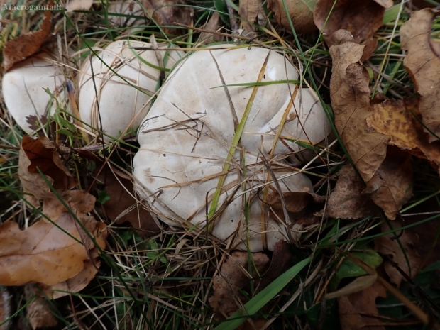 Vyšninė miltbudė - Clitopilus prunulis | Fotografijos autorius : Vitalij Drozdov | © Macrogamta.lt | Šis tinklapis priklauso bendruomenei kuri domisi makro fotografija ir fotografuoja gyvąjį makro pasaulį.