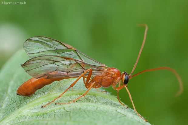 Vytis - Ophion mocsaryi ♀ | Fotografijos autorius : Žilvinas Pūtys | © Macrogamta.lt | Šis tinklapis priklauso bendruomenei kuri domisi makro fotografija ir fotografuoja gyvąjį makro pasaulį.