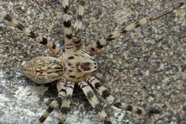 Walckenaer's huntsman spider - Eusparassus walckenaeri juv. ♀ | Fotografijos autorius : Gintautas Steiblys | © Macronature.eu | Macro photography web site