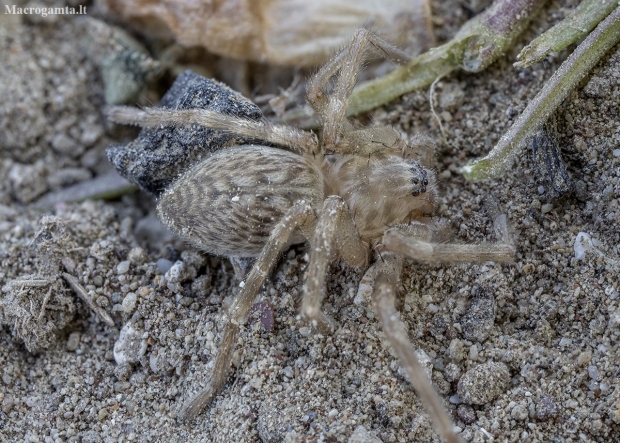 Walckenaer's huntsman spider - Eusparassus walckenaeri juv. ♀ | Fotografijos autorius : Žilvinas Pūtys | © Macronature.eu | Macro photography web site