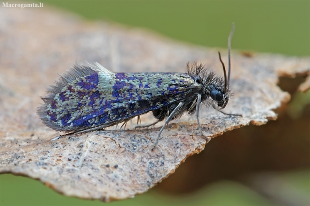 Washed purple - Eriocrania cicatricella | Fotografijos autorius : Gintautas Steiblys | © Macronature.eu | Macro photography web site