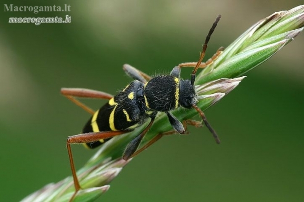 Wasp Beetle - Clytus arietis  | Fotografijos autorius : Gintautas Steiblys | © Macronature.eu | Macro photography web site