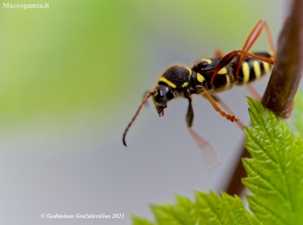 Wasp Beetle - Clytus arietis | Fotografijos autorius : Gediminas Gražulevičius | © Macronature.eu | Macro photography web site