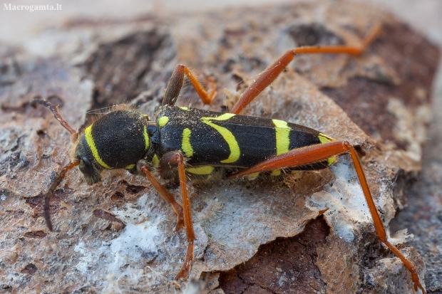 Wasp Beetle - Clytus arietis | Fotografijos autorius : Žilvinas Pūtys | © Macronature.eu | Macro photography web site