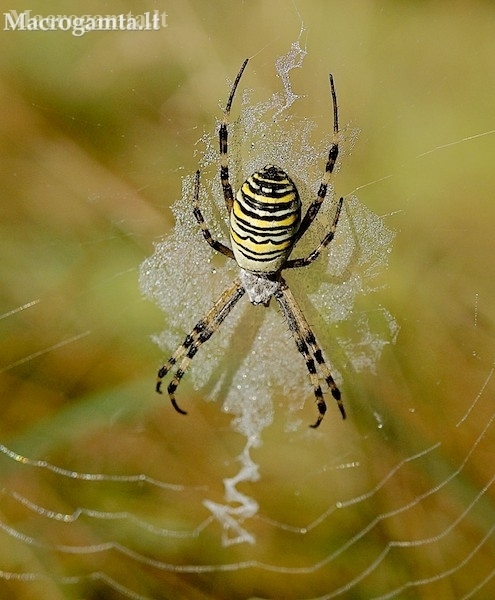 Wasp spider - Agriope bruennichi | Fotografijos autorius : Rasa Gražulevičiūtė | © Macronature.eu | Macro photography web site