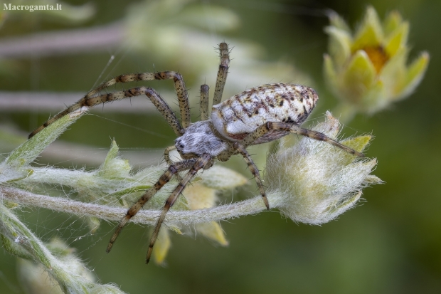 Wasp spider - Argiope bruennichi ♀ subadult | Fotografijos autorius : Žilvinas Pūtys | © Macronature.eu | Macro photography web site