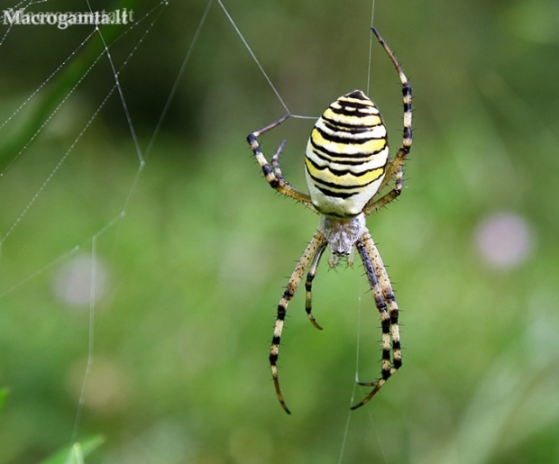 Wasp spider - Argiope bruennichi | Fotografijos autorius : Povilas Sakalauskas | © Macronature.eu | Macro photography web site