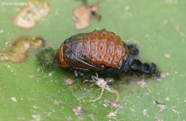 Lūgninis aksominukas - Galerucella nymphaeae, lėliukė | Fotografijos autorius : Gintautas Steiblys | © Macronature.eu | Macro photography web site