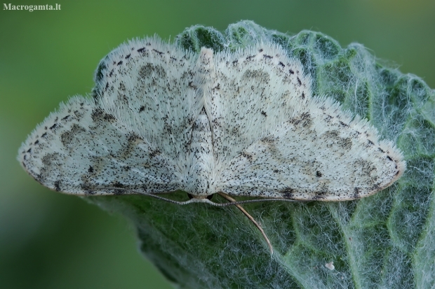 Wave - Idaea camparia | Fotografijos autorius : Gintautas Steiblys | © Macronature.eu | Macro photography web site