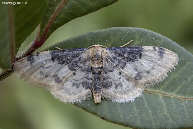 Wave - Idaea filicata | Fotografijos autorius : Žilvinas Pūtys | © Macronature.eu | Macro photography web site