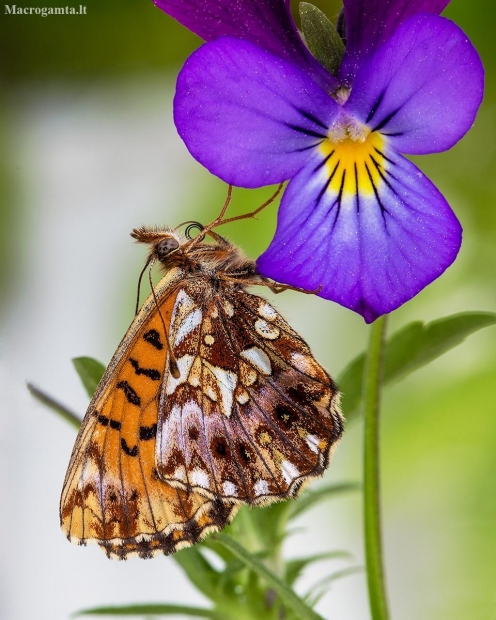 Weaver's Fritillary - Boloria (Clossiana) dia | Fotografijos autorius : Vaida Paznekaitė | © Macronature.eu | Macro photography web site
