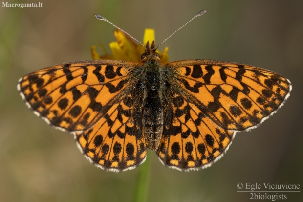 Weaver's Fritillary - Boloria dia | Fotografijos autorius : Eglė Vičiuvienė | © Macronature.eu | Macro photography web site