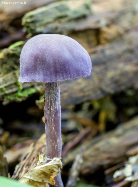 Webcap - Cortinarius sp. | Fotografijos autorius : Kazimieras Martinaitis | © Macronature.eu | Macro photography web site