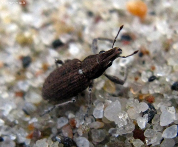 Weevil - Charagmus griseus | Fotografijos autorius : Vitalii Alekseev | © Macronature.eu | Macro photography web site