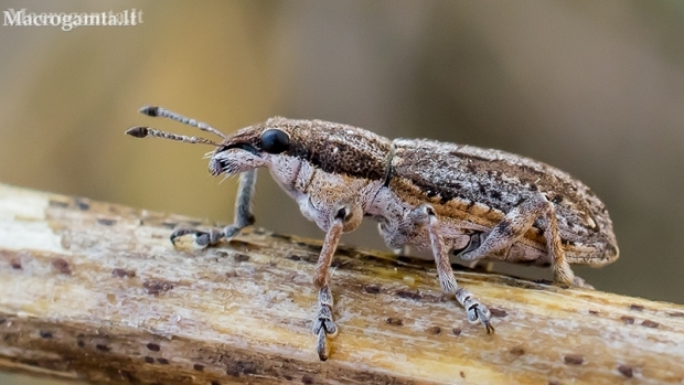 Weevil - Charagmus griseus | Fotografijos autorius : Oskaras Venckus | © Macronature.eu | Macro photography web site