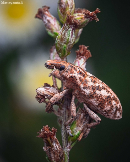 Weevil - Cyphocleonus dealbatus | Fotografijos autorius : Mindaugas Leliunga | © Macronature.eu | Macro photography web site