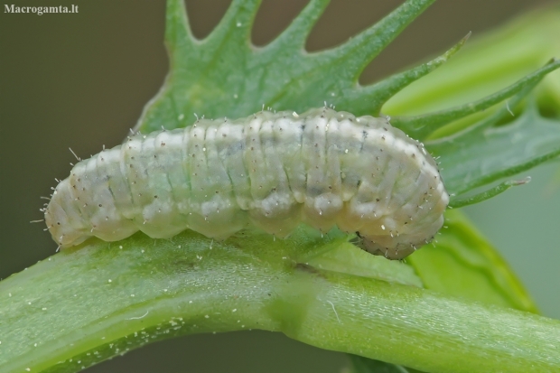 Weevil - Hypera sp., larva | Fotografijos autorius : Gintautas Steiblys | © Macronature.eu | Macro photography web site