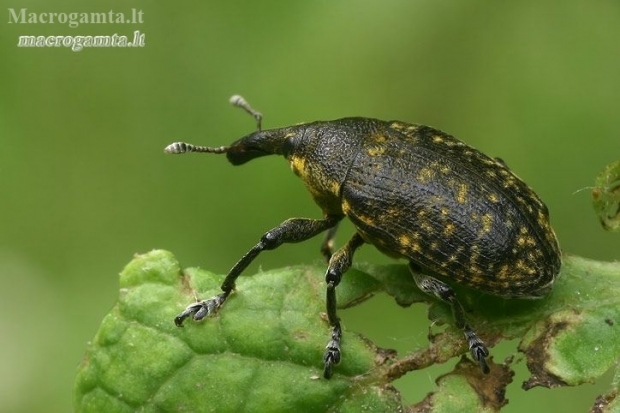 Weevil - Larinus sturnus  | Fotografijos autorius : Gintautas Steiblys | © Macronature.eu | Macro photography web site
