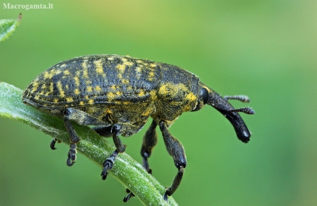 Weevil - Larinus sturnus | Fotografijos autorius : Gintautas Steiblys | © Macronature.eu | Macro photography web site