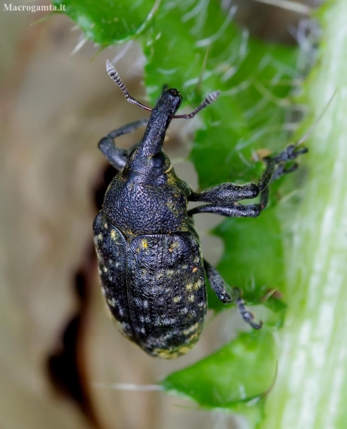 Weevil - Larinus sturnus | Fotografijos autorius : Romas Ferenca | © Macronature.eu | Macro photography web site